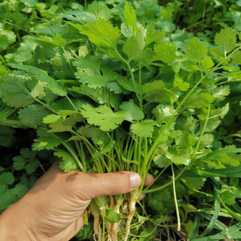 香菜种子澳洲四季香菜耐寒耐热四季播种引进澳洲原种香菜大田