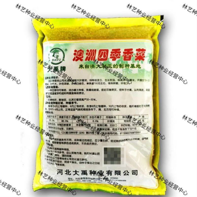 香菜种子澳洲四季香菜耐寒耐热四季播种引进澳洲原种香菜大田