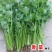 香菜种子澳洲四季香菜耐寒耐热四季播种引进澳洲原种香菜大田