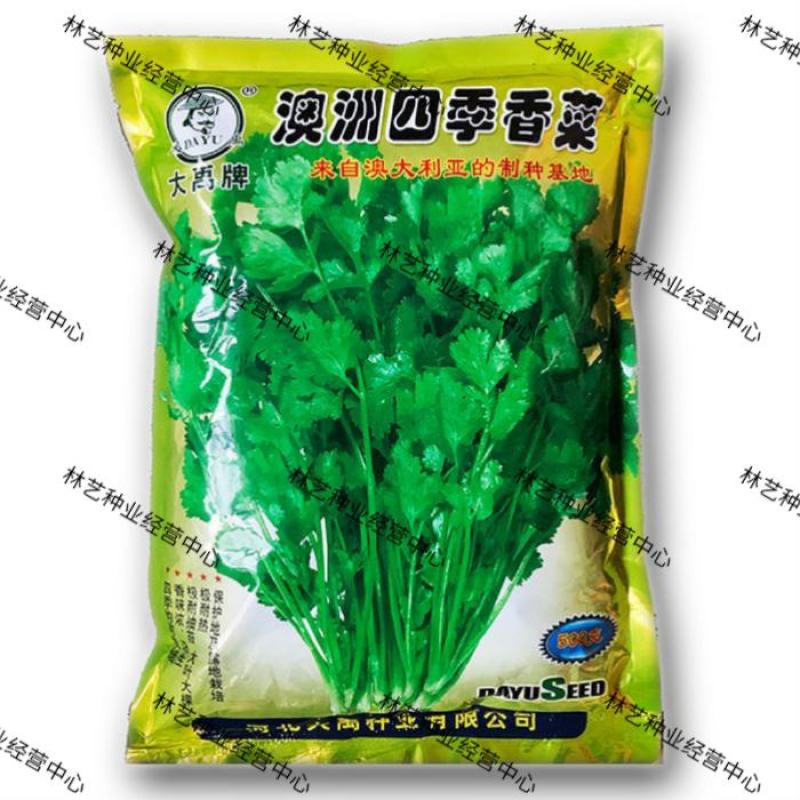 香菜种子澳洲四季香菜耐寒耐热四季播种引进澳洲原种香菜大田