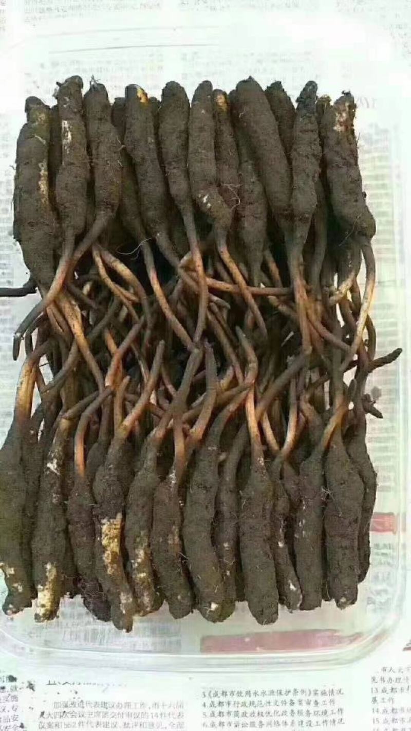 青海玉树治多冬虫夏草