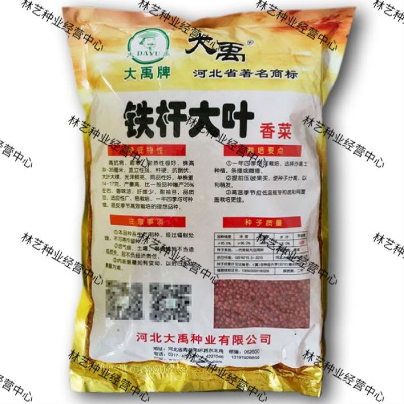 铁杆大叶香菜耐寒耐热香菜种子大叶芫荽阳台菜种籽种籽农家蔬