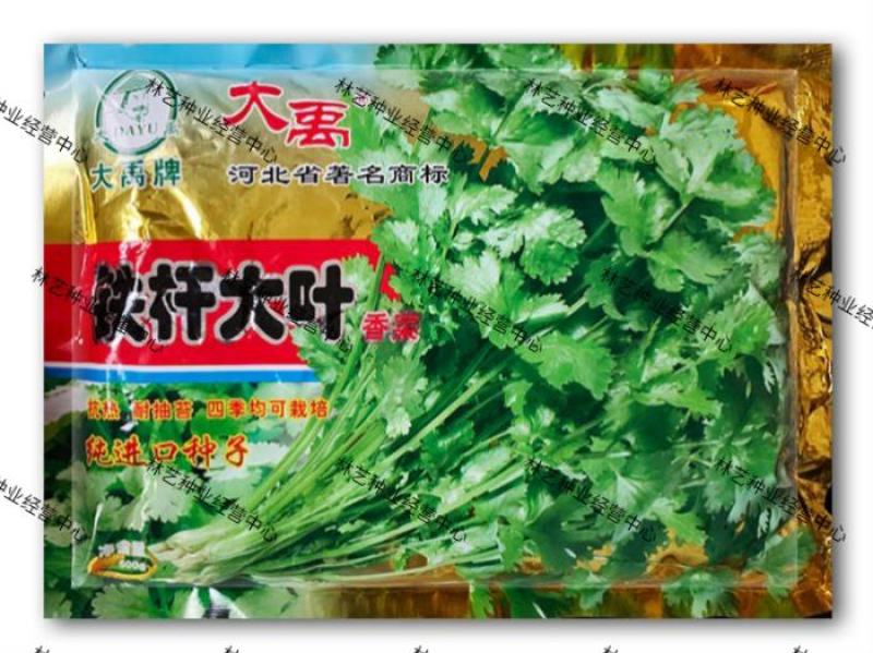 铁杆大叶香菜耐寒耐热香菜种子大叶芫荽阳台菜种籽种籽农家蔬