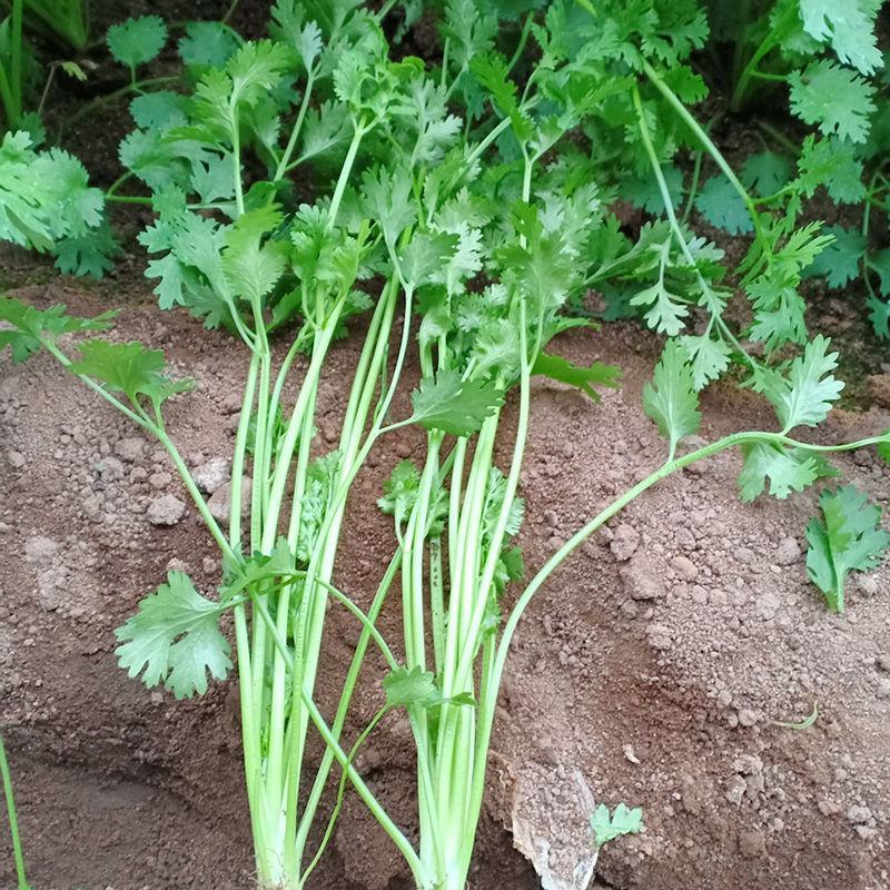 铁杆大叶香菜耐寒耐热香菜种子大叶芫荽阳台菜种籽种籽农家蔬