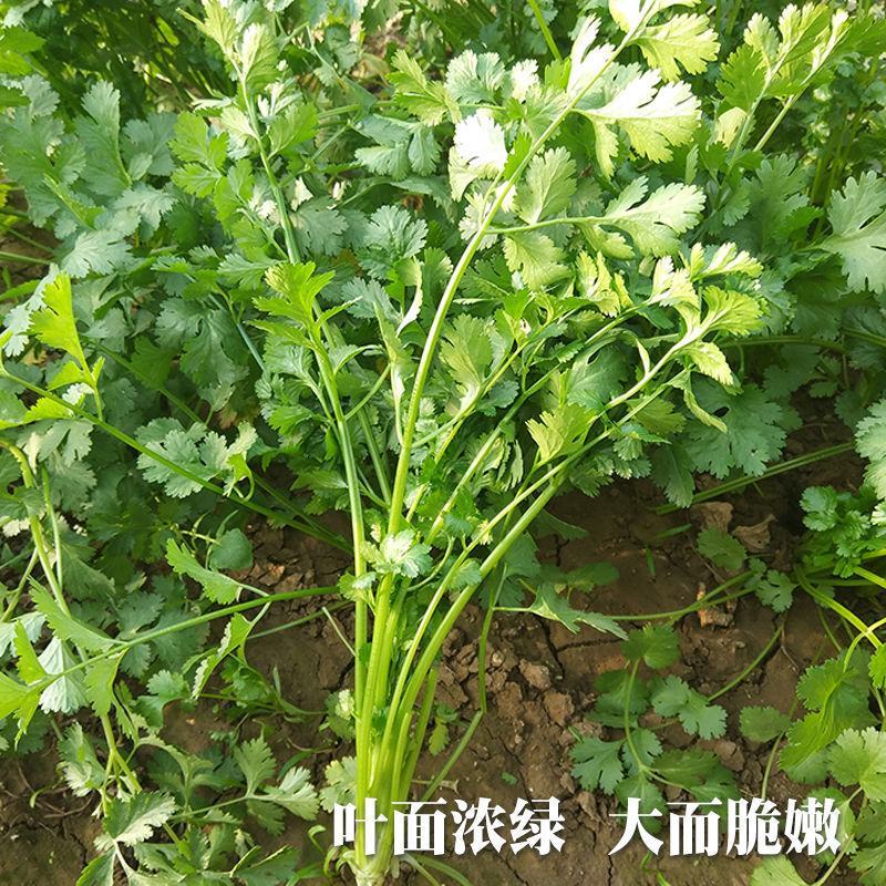 铁杆大叶香菜耐寒耐热香菜种子大叶芫荽阳台菜种籽种籽农家蔬