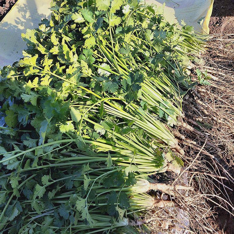 铁杆大叶香菜耐寒耐热香菜种子大叶芫荽阳台菜种籽种籽农家蔬
