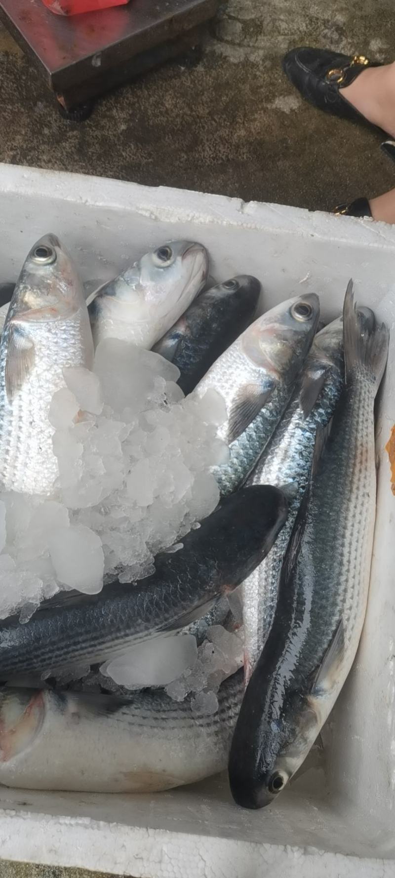 黑鱼