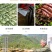 梅干菜干货500g农家特产外婆菜下饭菜开胃梅干菜新货批发