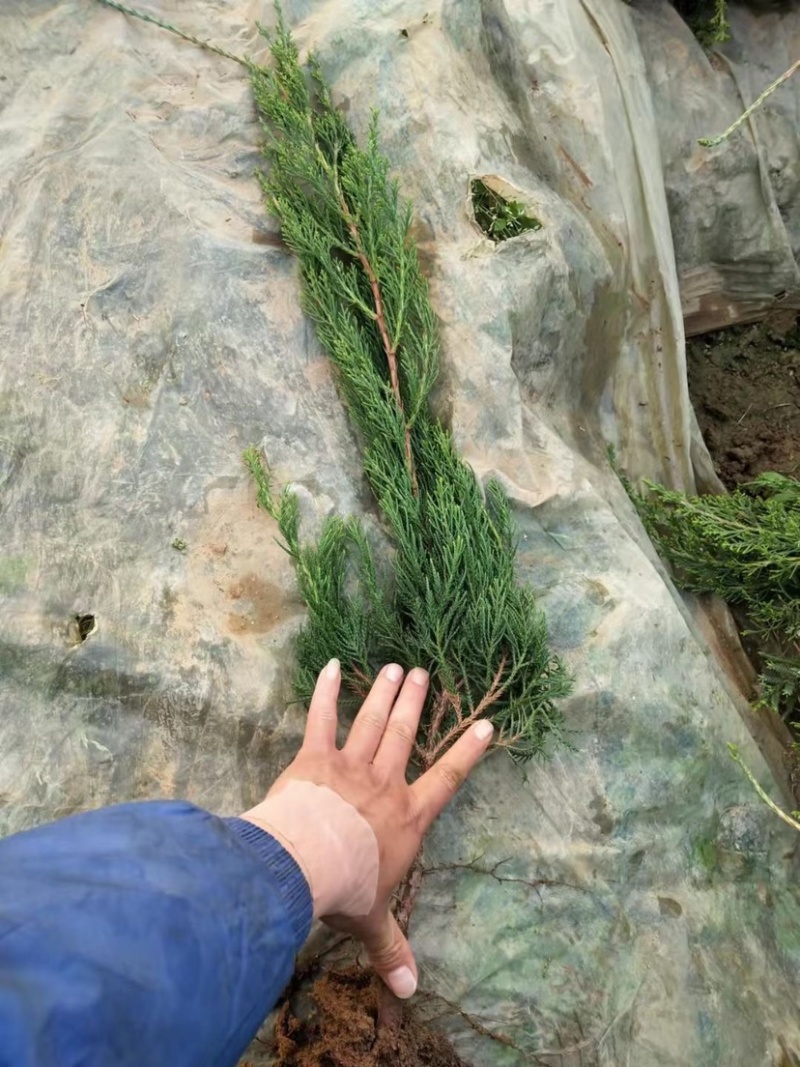 小龙柏地栽苗杯苗上盆耐活绿化小区道路两侧耐寒四级常绿