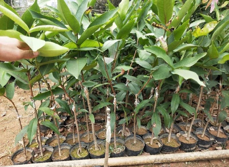 新品种黑金刚莲雾苗泰国大叶红莲雾当年结果南北方可种植