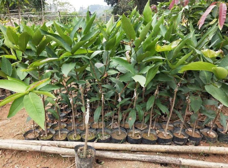 新品种黑金刚莲雾苗泰国大叶红莲雾当年结果南北方可种植