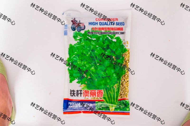 铁杆奥丽香香菜种子种籽孑苗芫荽小叶蔬菜秧老品种秧苗大籽种