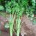 铁杆奥丽香香菜种子种籽孑苗芫荽小叶蔬菜秧老品种秧苗大籽种