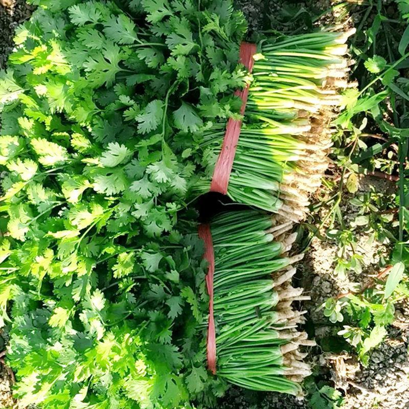 铁杆奥丽香香菜种子种籽孑苗芫荽小叶蔬菜秧老品种秧苗大籽种