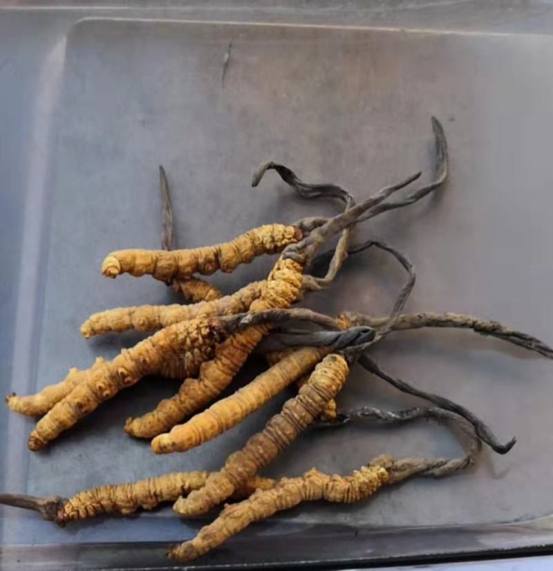 虫草（冬虫夏草)生长在海拔四千多米以上的高原地区