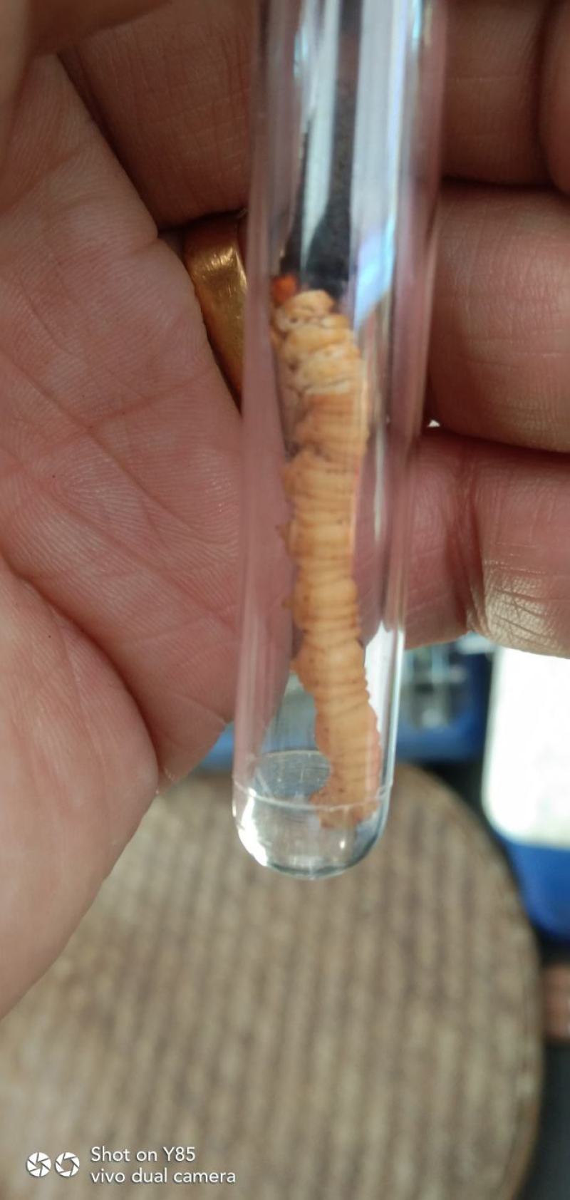 虫草（冬虫夏草)生长在海拔四千多米以上的高原地区