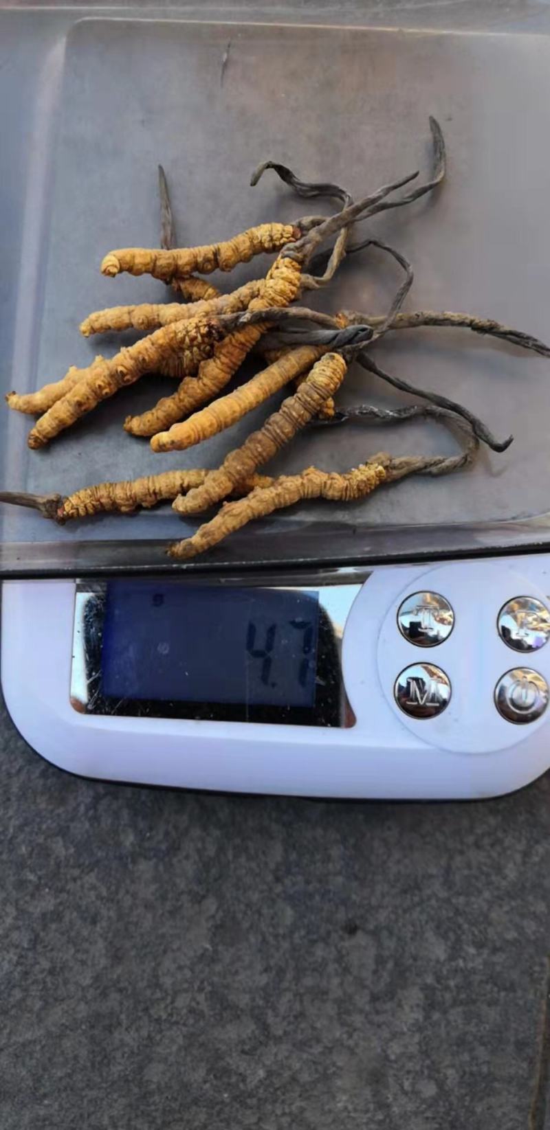 虫草（冬虫夏草)生长在海拔四千多米以上的高原地区