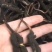 虫草（冬虫夏草)生长在海拔四千多米以上的高原地区