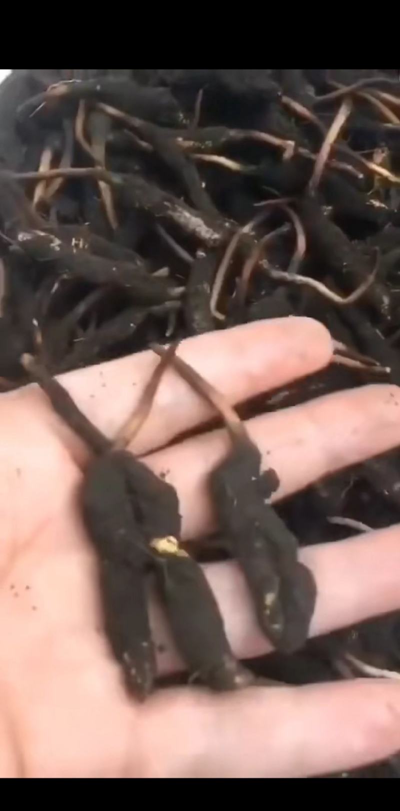 虫草（冬虫夏草)生长在海拔四千多米以上的高原地区
