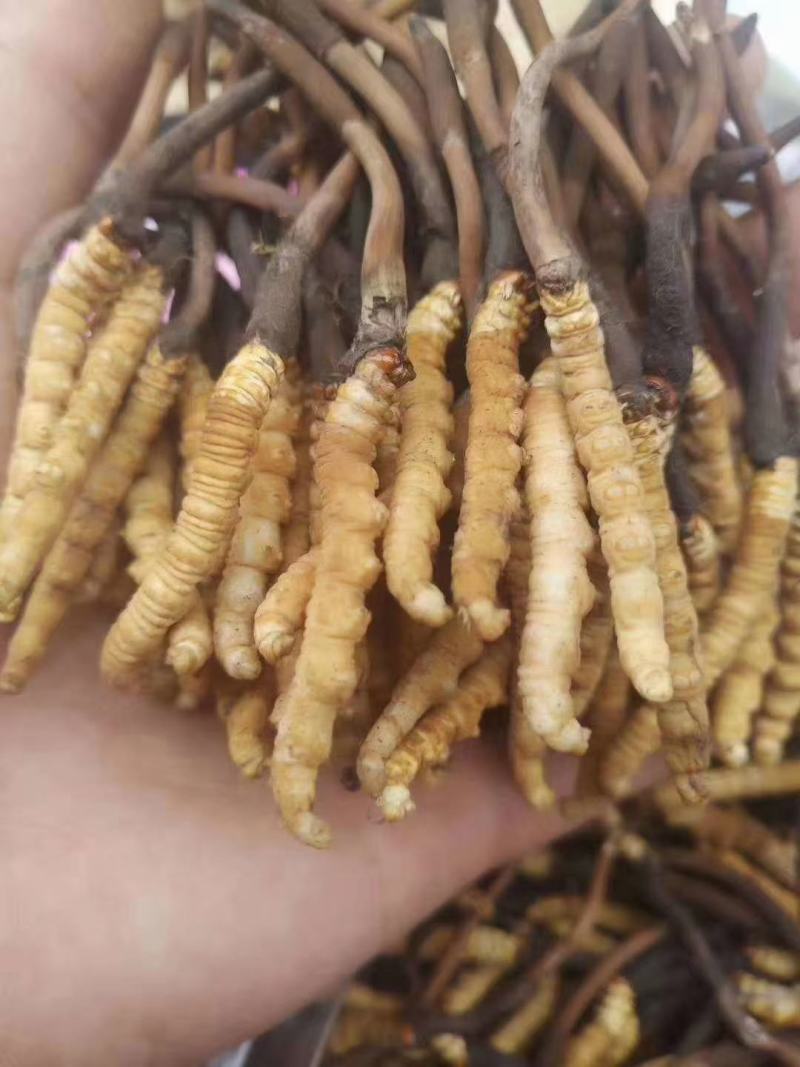 虫草（冬虫夏草)生长在海拔四千多米以上的高原地区