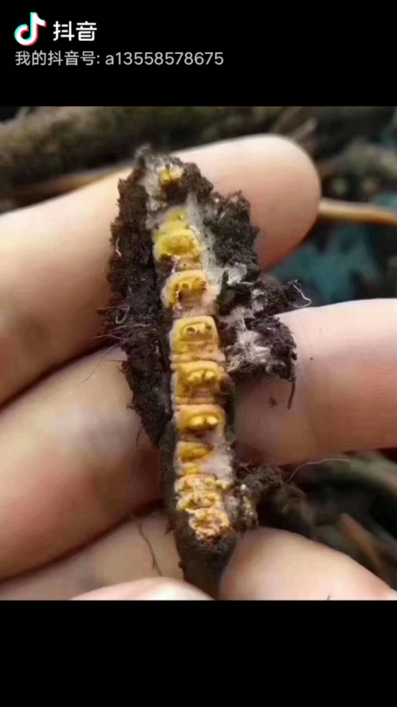 虫草（冬虫夏草)生长在海拔四千多米以上的高原地区