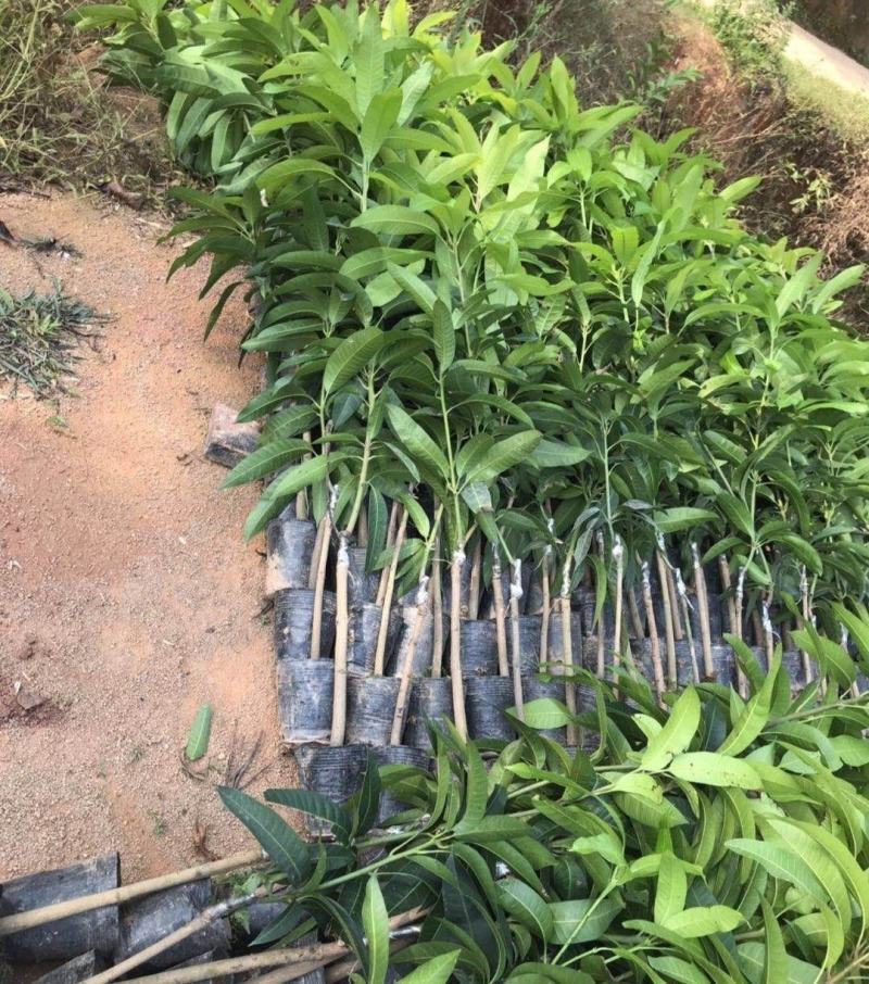 甜蜜蜜芒果苗金煌芒果苗鸡蛋芒大青芒红贵妃芒四季芒盆栽
