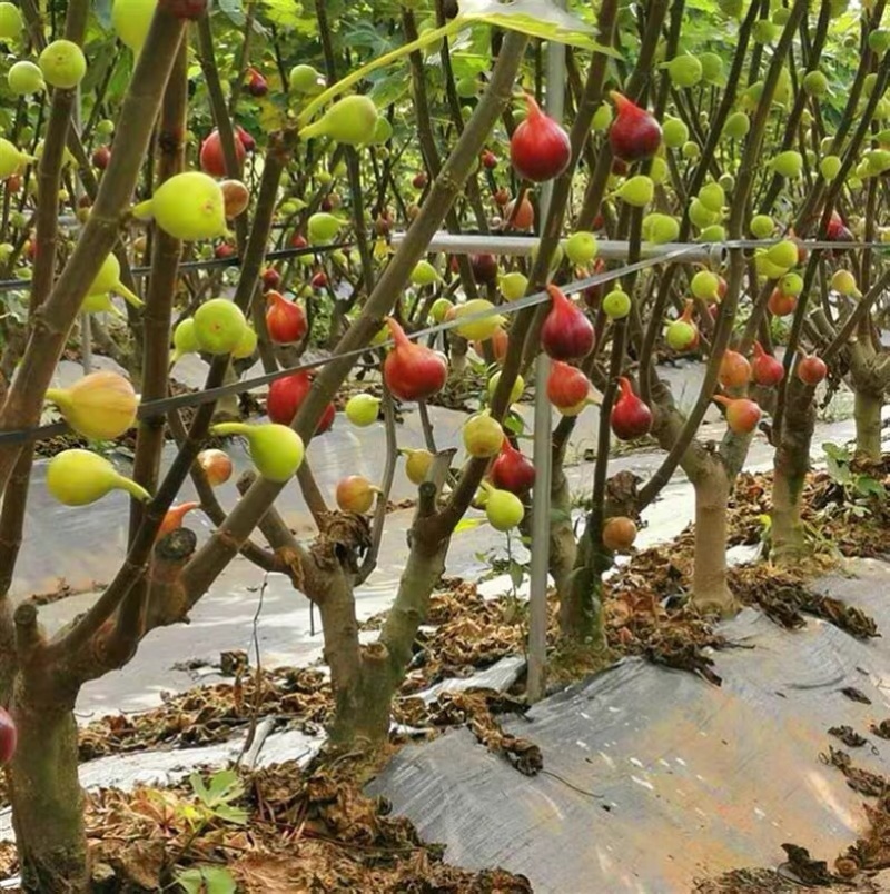 无花果树果苗阳台庭院矮化带土盆栽南方北方特大