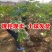 无花果树果苗阳台庭院矮化带土盆栽南方北方特大