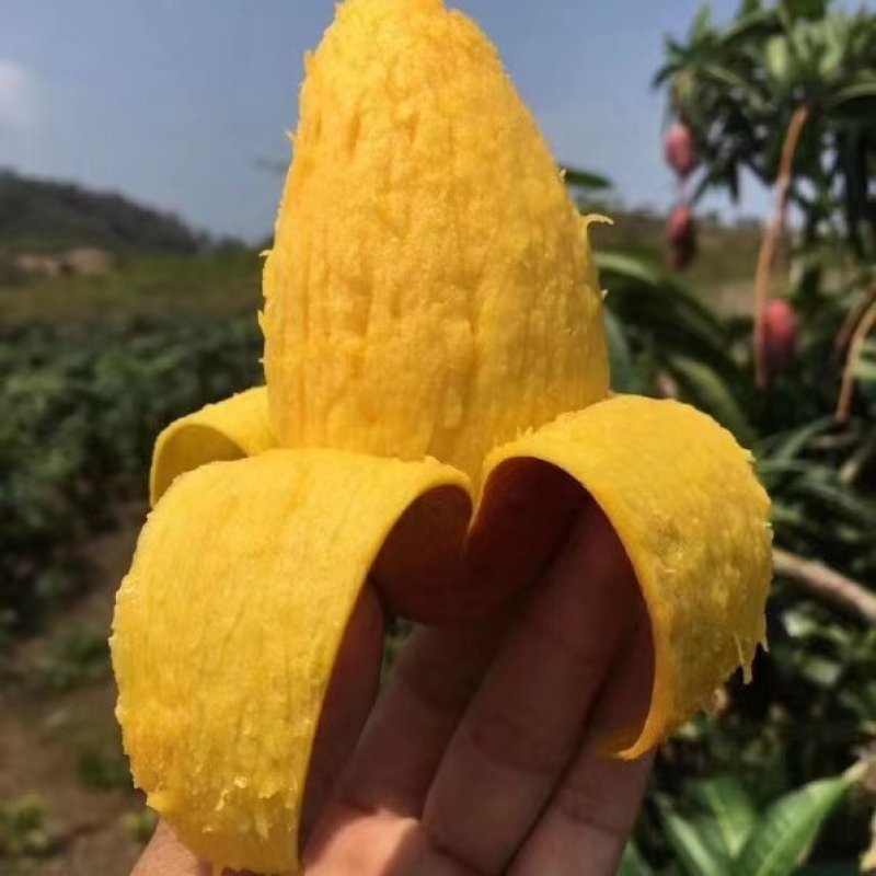 【支持一件代发】海南贵妃芒，核薄如纸肉厚