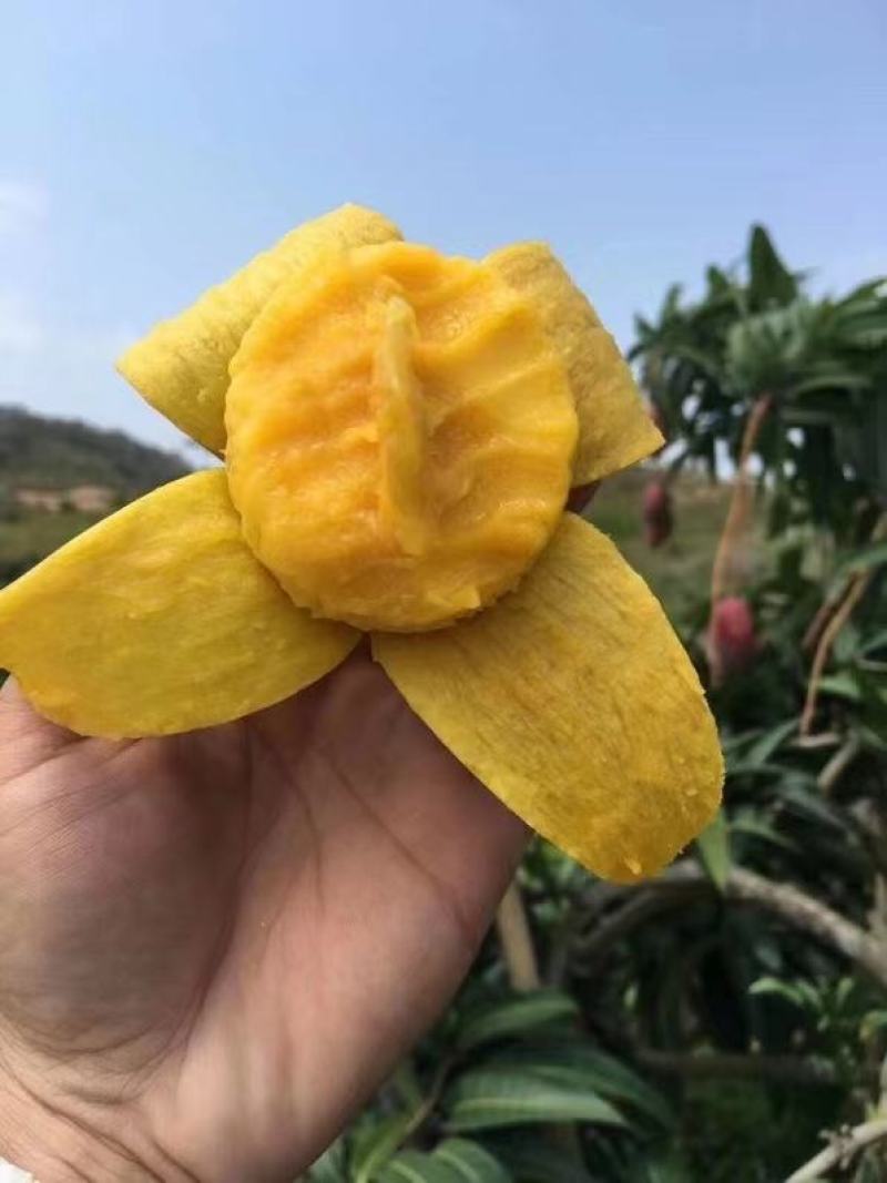 【支持一件代发】海南贵妃芒，核薄如纸肉厚