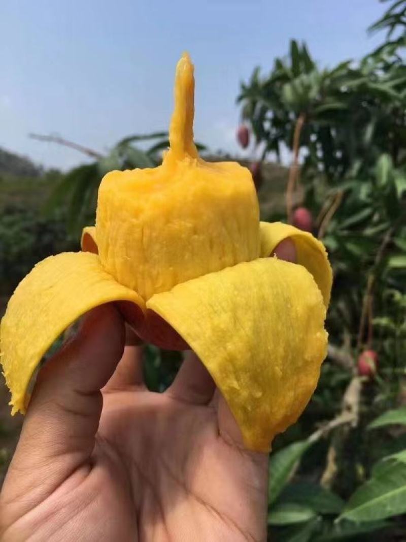 【支持一件代发】海南贵妃芒，核薄如纸肉厚