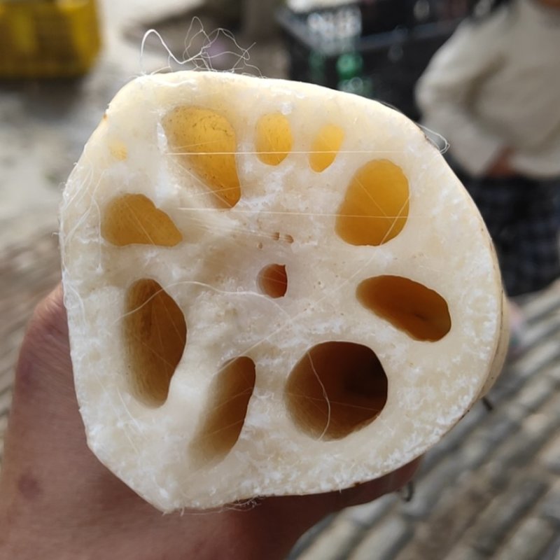 产地直发精品藕把藕段大量现货批发，支持加工合作，