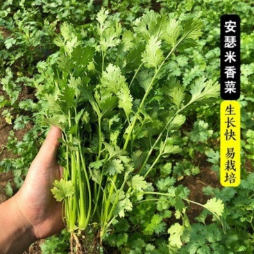安瑟米香菜种子意大利进口大叶香菜籽耐寒抗病耐热苔芫荽种孑