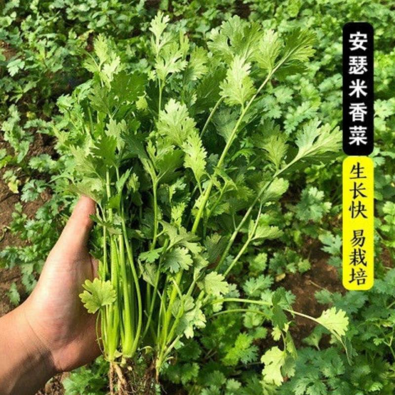 安瑟米香菜种子意大利进口大叶香菜籽耐寒抗病耐热苔芫荽种孑