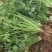 安瑟米香菜种子意大利进口大叶香菜籽耐寒抗病耐热苔芫荽种孑