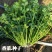 安瑟米香菜种子意大利进口大叶香菜籽耐寒抗病耐热苔芫荽种孑