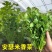 安瑟米香菜种子意大利进口大叶香菜籽耐寒抗病耐热苔芫荽种孑
