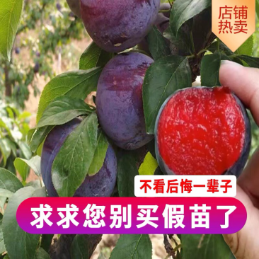 【热卖】国锋7号李树苗新品钟嫁接国丰七号李子苗南北方种植