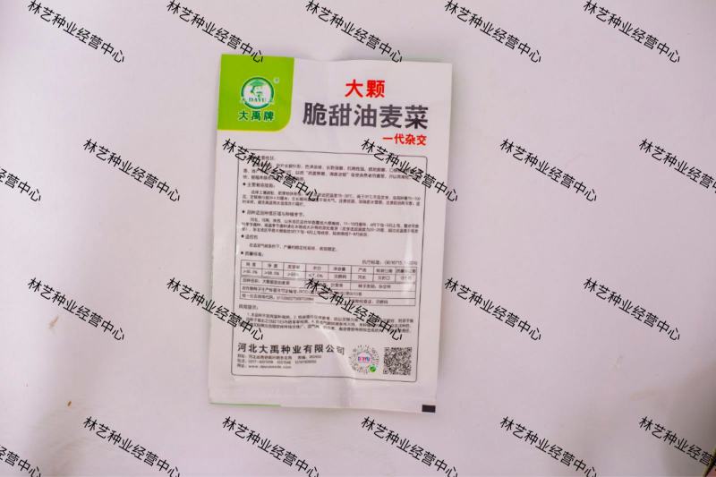 大禹大颗脆甜油麦菜种子高产抗病四季可播蔬菜种籽农家大田用
