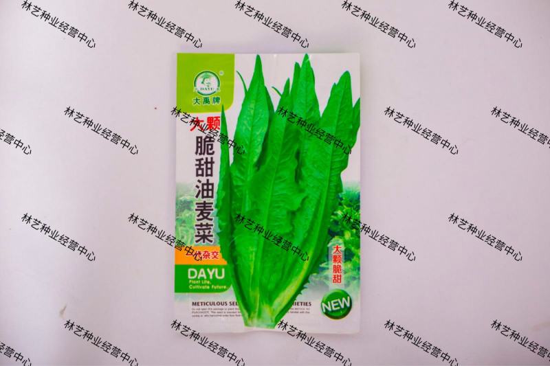 大禹大颗脆甜油麦菜种子高产抗病四季可播蔬菜种籽农家大田用