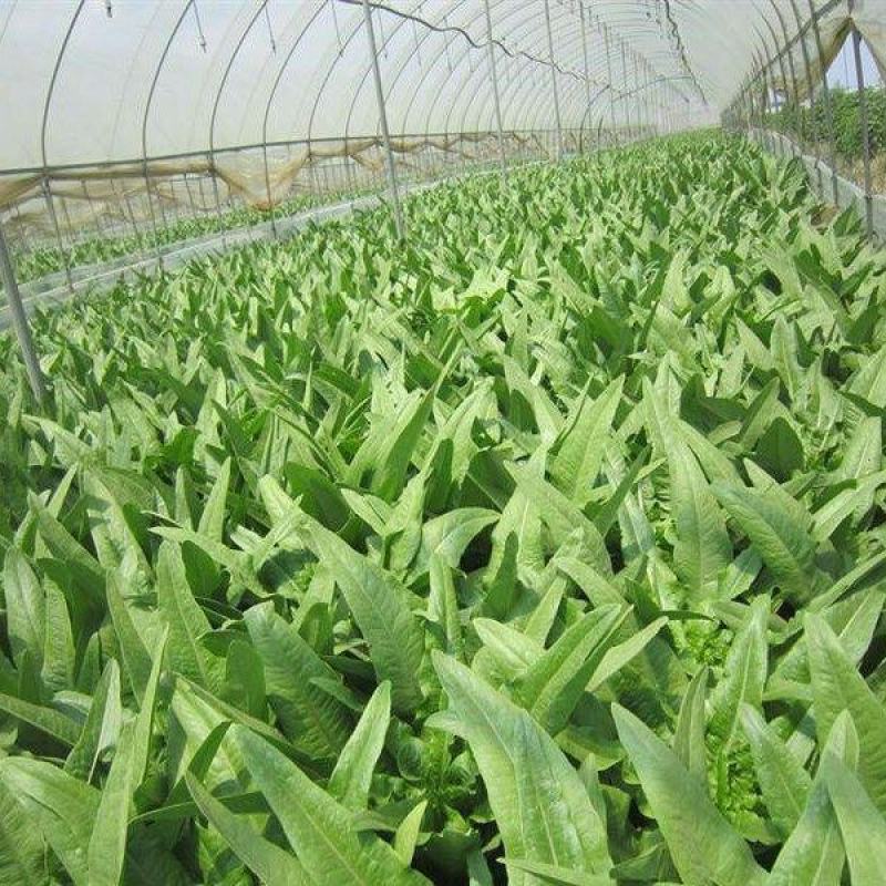 大禹大颗脆甜油麦菜种子高产抗病四季可播蔬菜种籽农家大田用