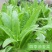 大禹大颗脆甜油麦菜种子高产抗病四季可播蔬菜种籽农家大田用