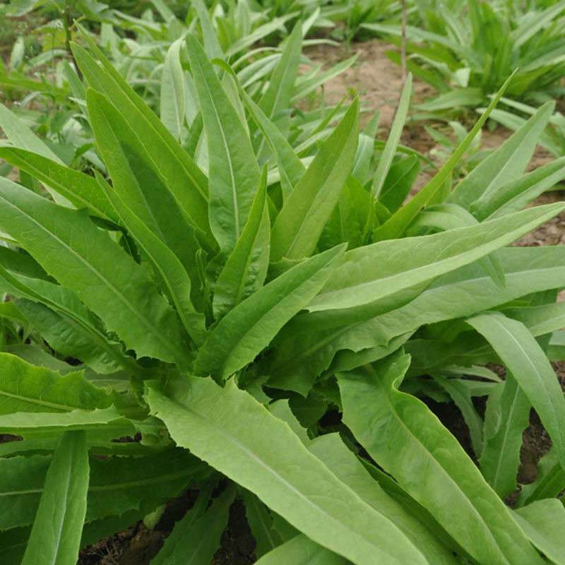 大禹大颗脆甜油麦菜种子高产抗病四季可播蔬菜种籽农家大田用