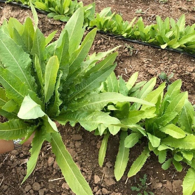 大禹大颗脆甜油麦菜种子高产抗病四季可播蔬菜种籽农家大田用