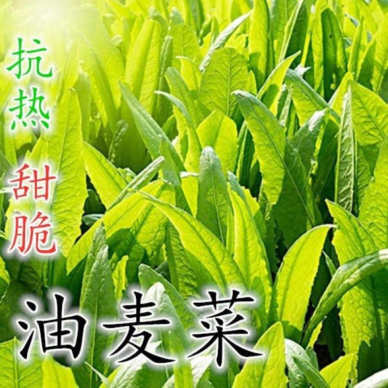 大禹大颗脆甜油麦菜种子高产抗病四季可播蔬菜种籽农家大田用