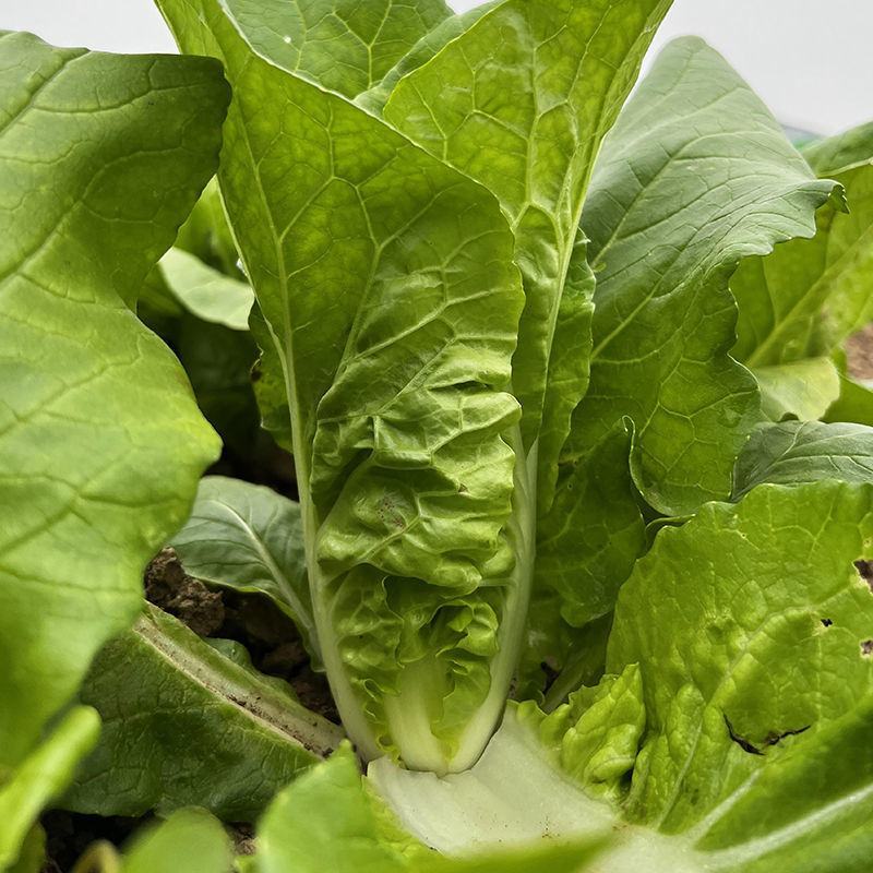 白将军快菜种子耐热耐湿夏秋小白菜夏秋速生快菜蔬菜种子