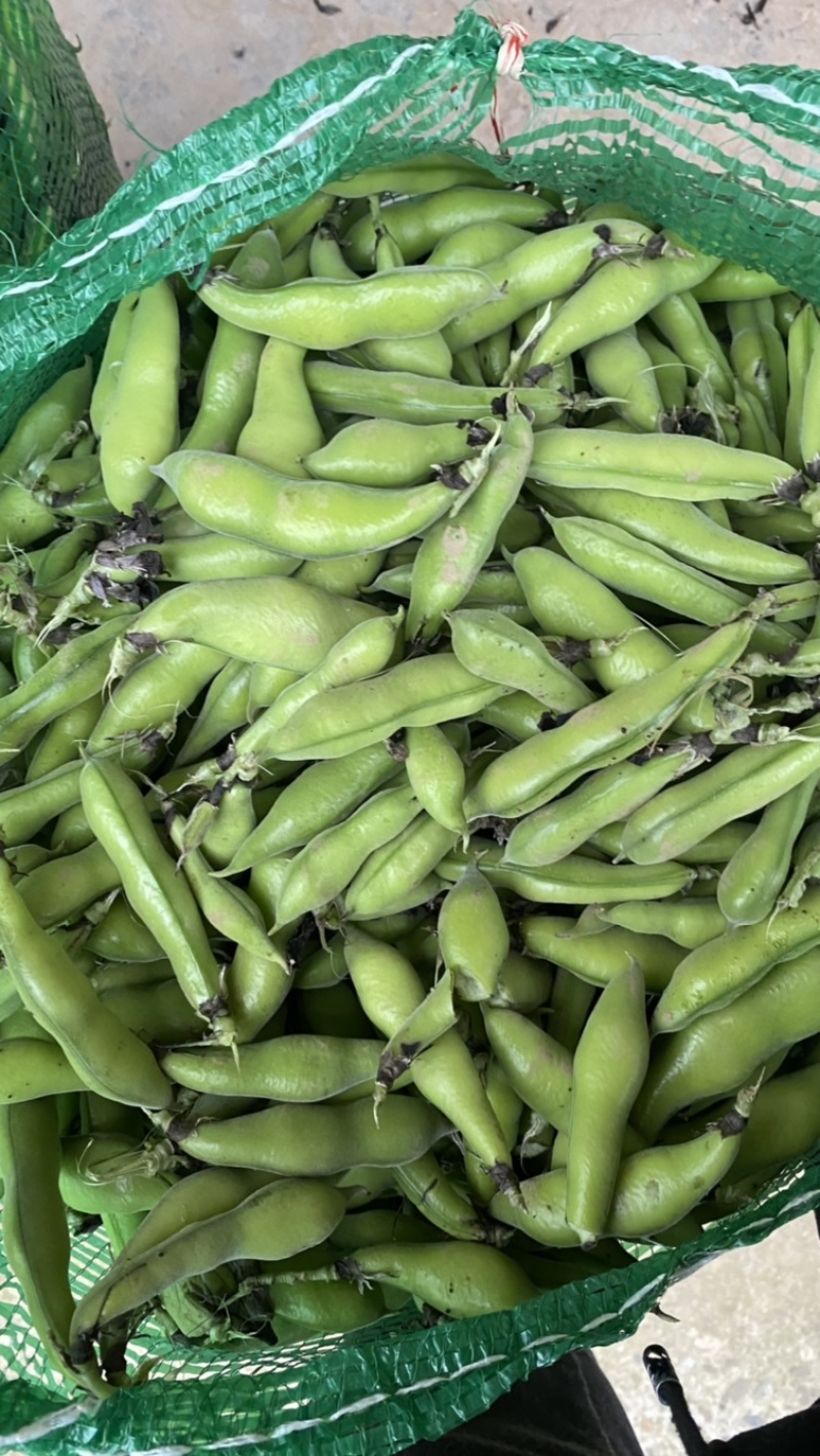 四川本地胡豆蚕豆纯大白胡豆蚕豆兰花豆品质保证供货稳定