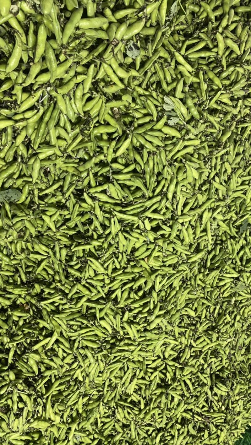 四川本地胡豆蚕豆纯大白胡豆蚕豆兰花豆品质保证供货稳定
