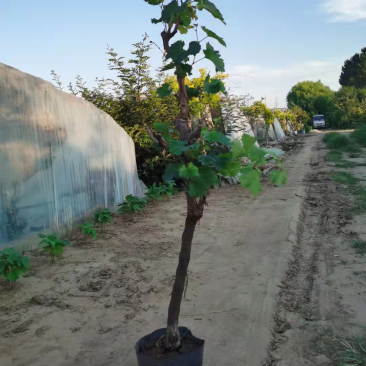 盆栽盆景葡萄树占地盆栽栽上直接挂果。