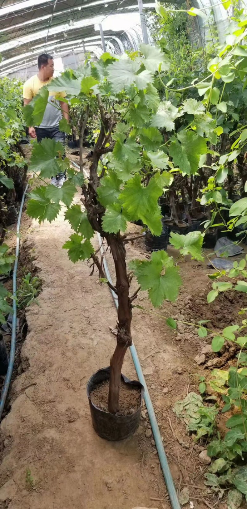 盆栽盆景葡萄树占地盆栽栽上直接挂果。